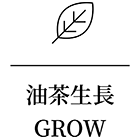 油茶生長
