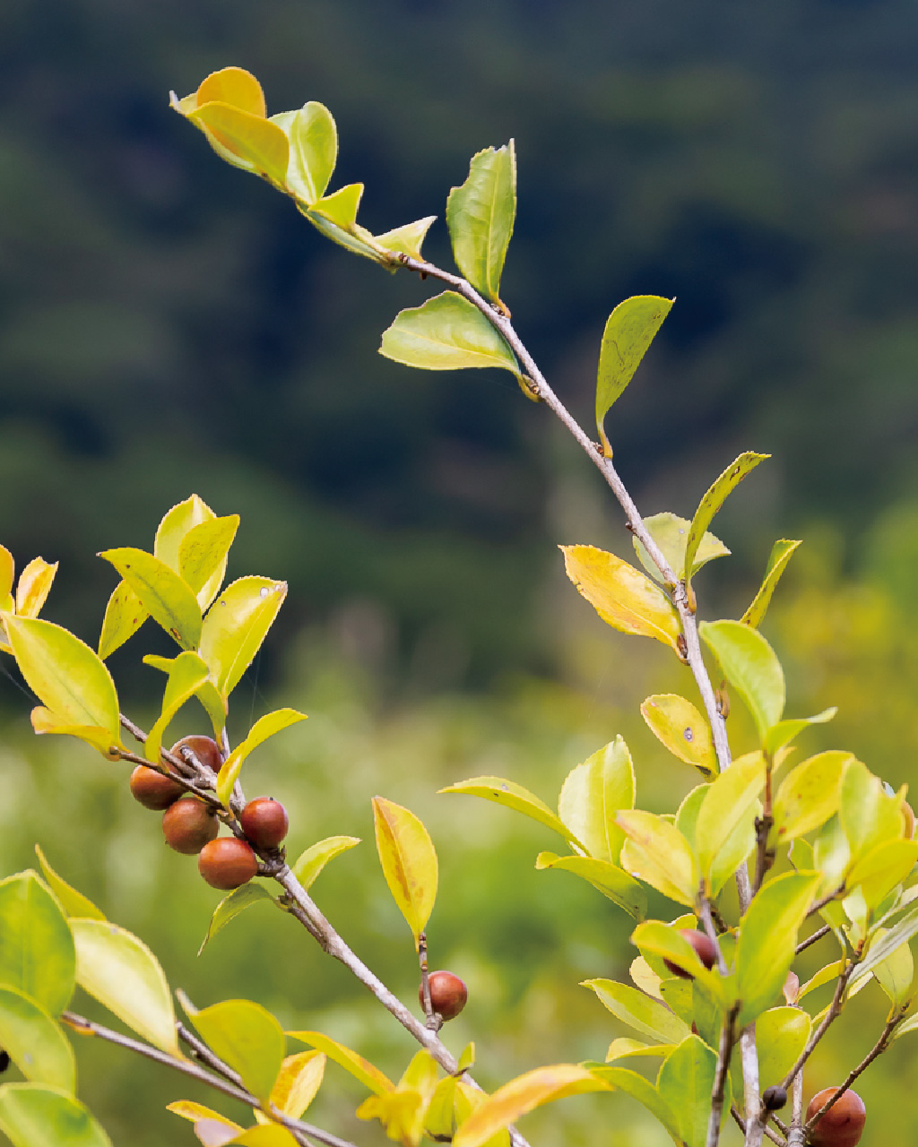 苦茶油的榨油方法
